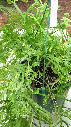Brake Fern, Cretan Brake,سرخس پنجه ای
